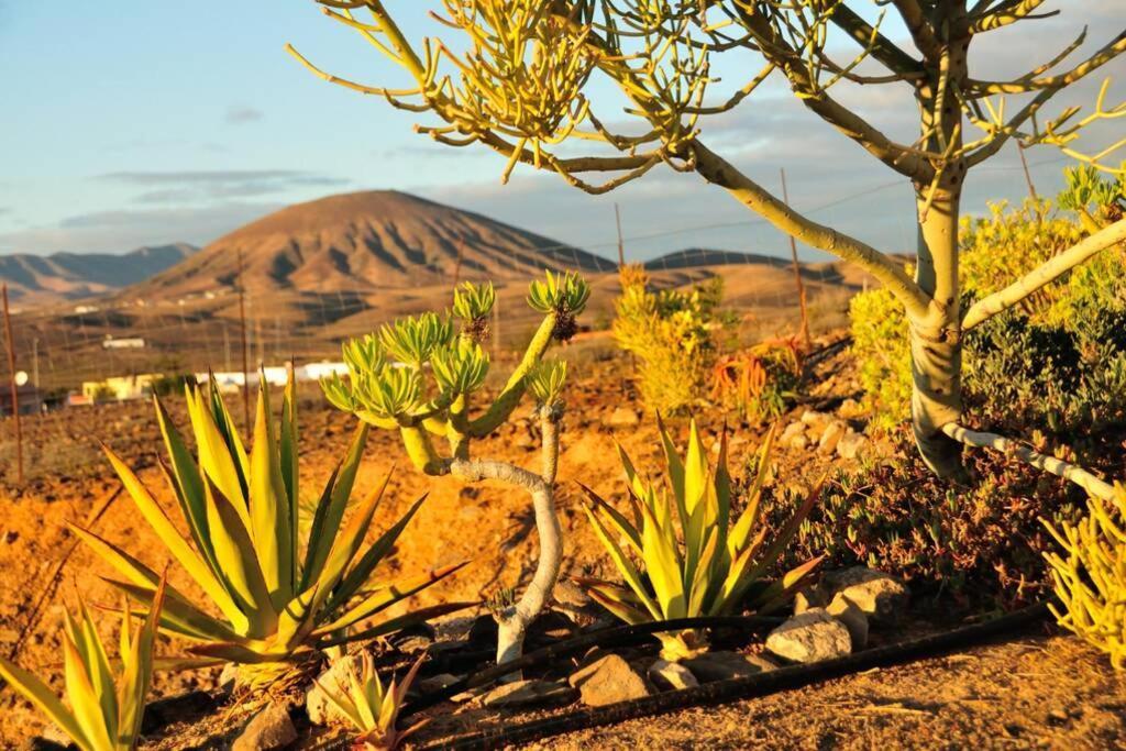 Romantica Fuego - Eco Retreat Finca Artis Tirma Tarajalejo Eksteriør billede